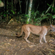 Image for article titled How Scientists Use Hidden "Camera Traps" to Get Incredible Cameos of Animals in the Wild